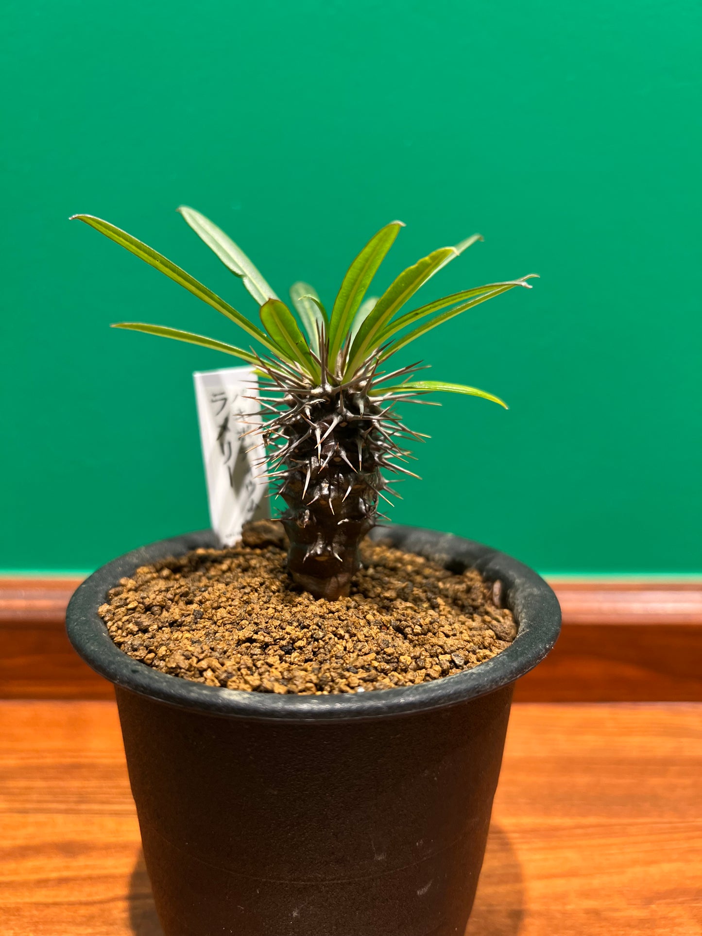 観葉植物