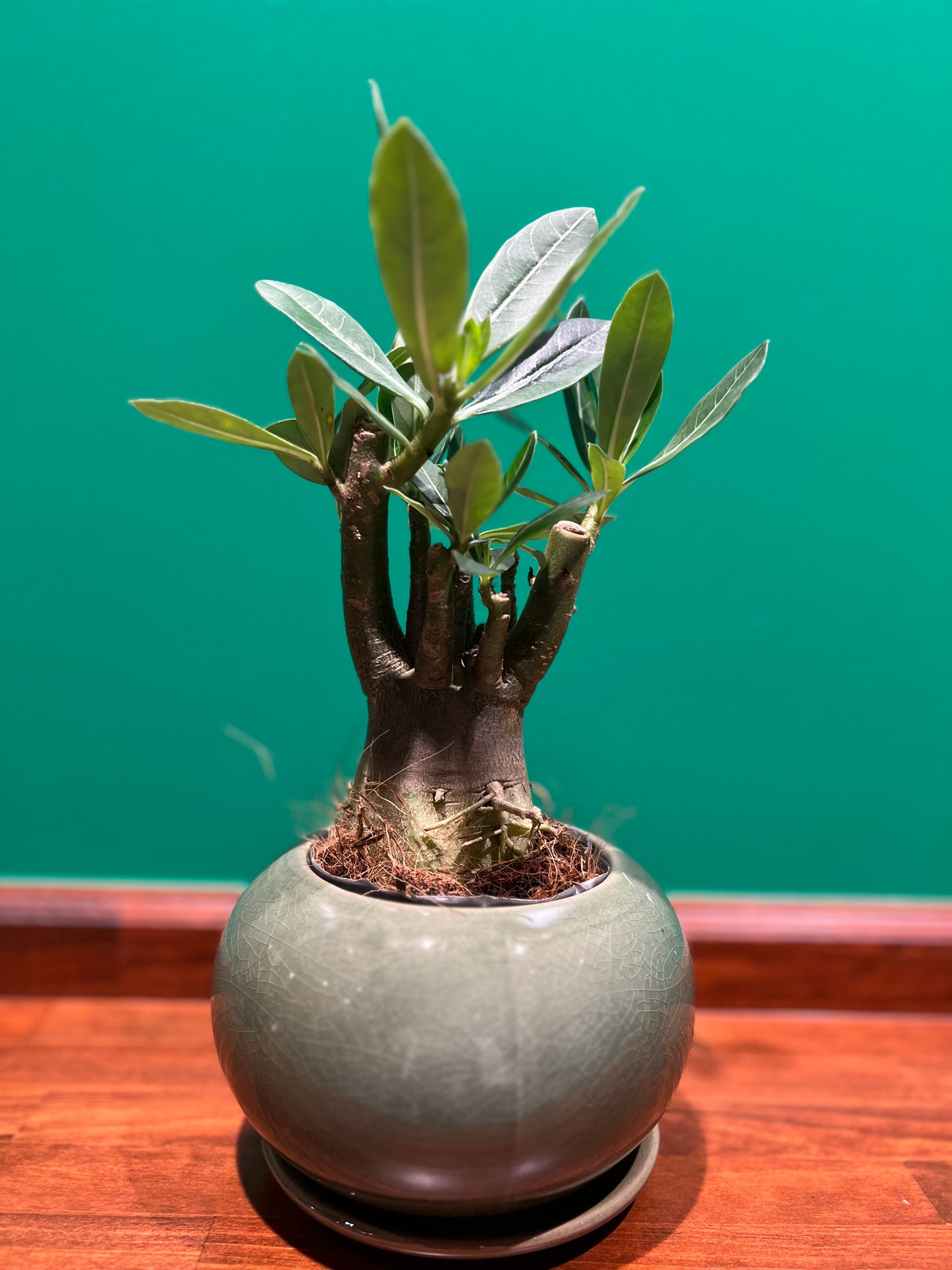 観葉植物
